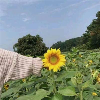 枪炮魔法3中文版下载
