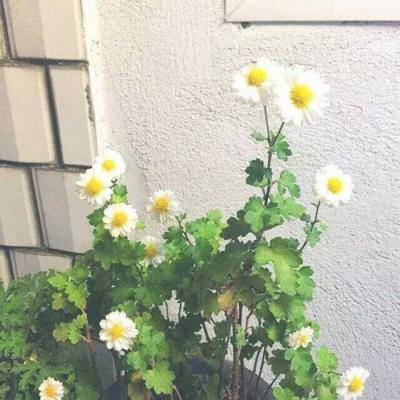 赵子龙传奇游戏下载